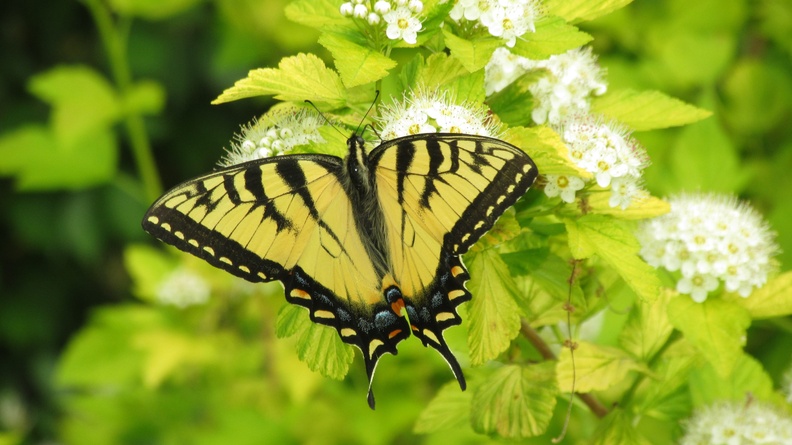 2012-05-27-0478 RBG butterfly